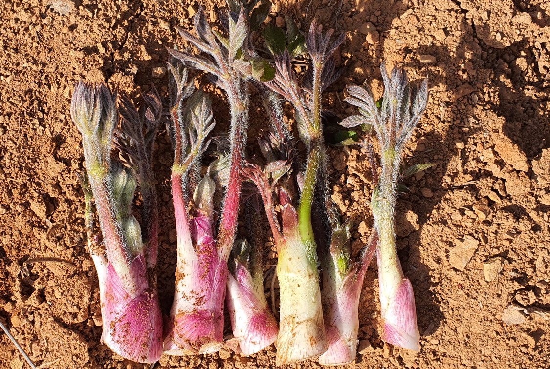 노지 땅두릅 제철 판매 가격 파는곳